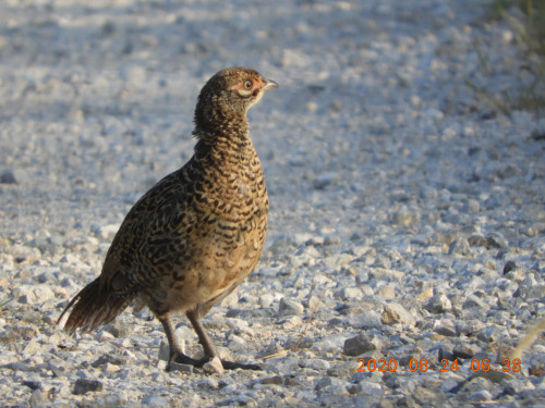 DSCN0290.JPG