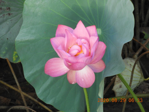 DSCN0347.JPG