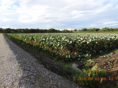 DSCN0005.JPG