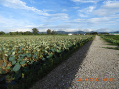DSCN0007.JPG