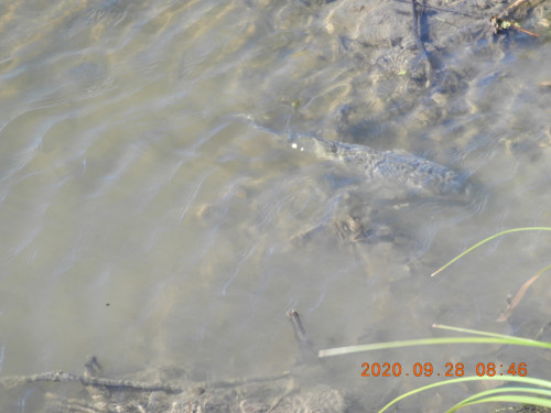 DSCN9667.JPG