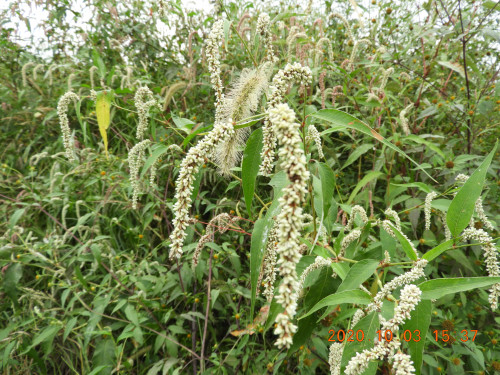 DSCN9780.JPG