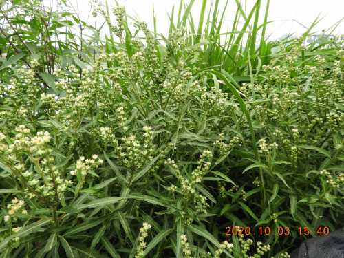 DSCN9784.JPG