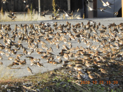 DSCN0110.JPG