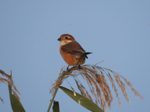 RSCN0409.JPG