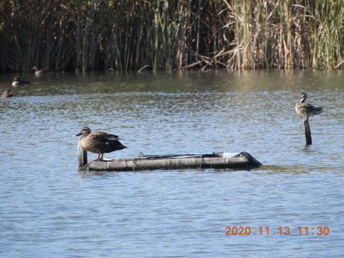 DSCN0462.JPG