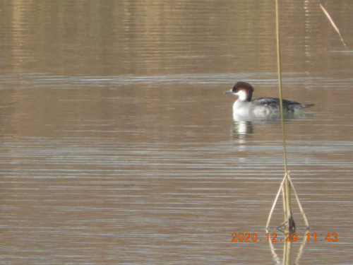 DSCN8985.JPG