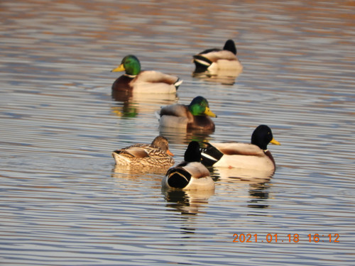 DSCN9521.JPG