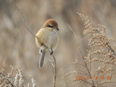 DSCN9514.JPG