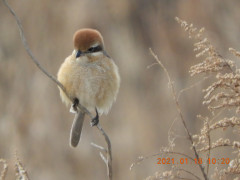 DSCN9515.JPG