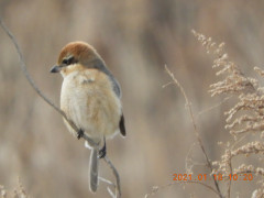 DSCN9517.JPG