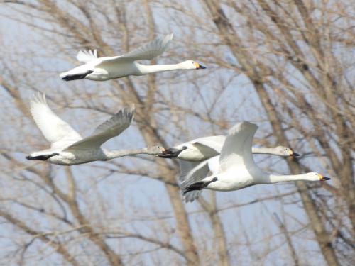 RSCN9984.JPG