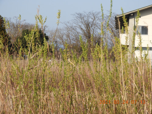 DSCN9661.JPG