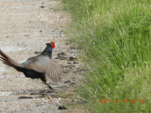 DSCN9656.JPG