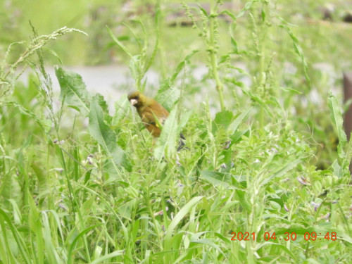 DSCN9795.JPG