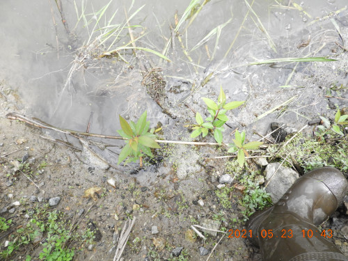 DSCN0111.JPG