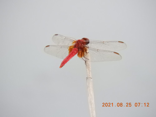 DSCN9456.JPG