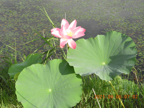 DSCN9524.JPG
