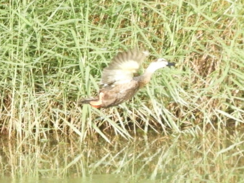 RSCN9557.JPG