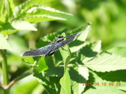 DSCN9620.JPG