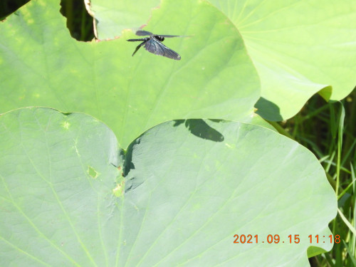 DSCN9689.JPG