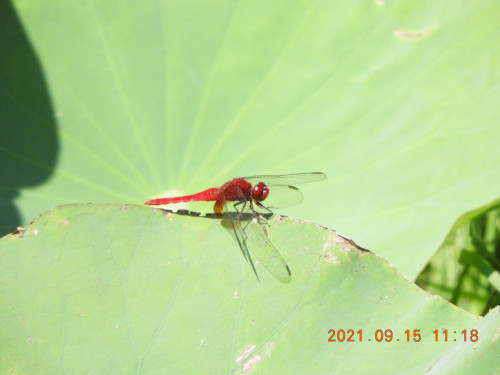 DSCN9688.JPG