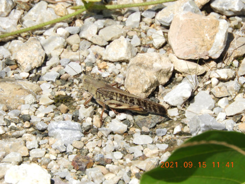 DSCN9711.JPG