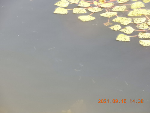 DSCN9731.JPG