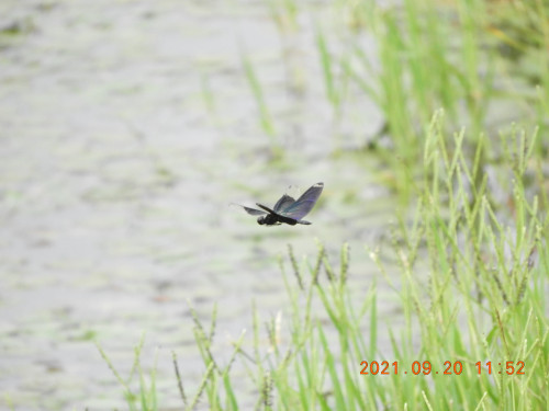 DSCN9798.JPG