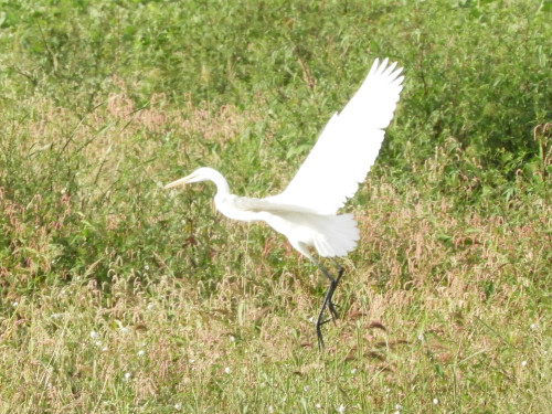 RSCN9841.JPG
