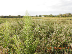 DSCN9953.JPG