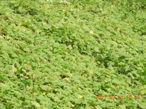 DSCN0011.JPG