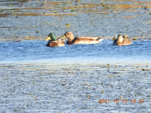 DSCN0119.JPG