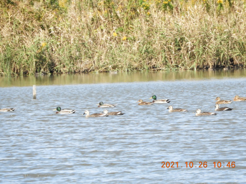 DSCN0098.JPG