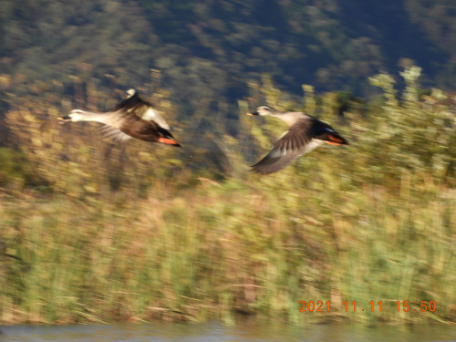 DSCN0009.JPG