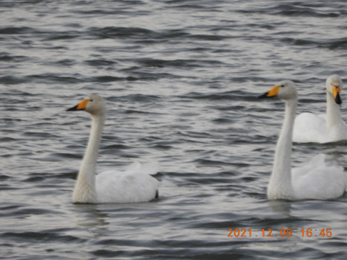 DSCN0511.JPG