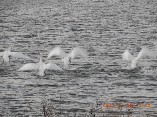DSCN0513.JPG