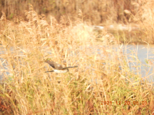 DSCN0708.JPG
