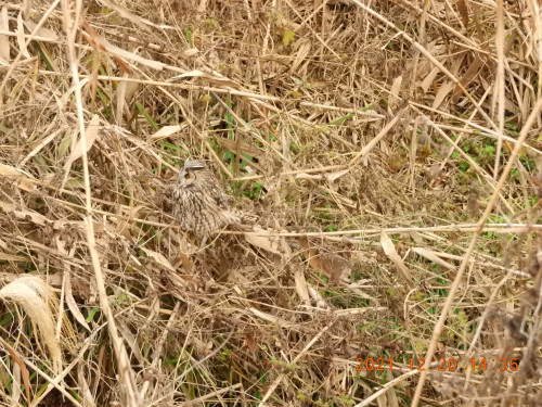 DSCN0761.JPG