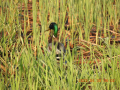 DSCN3775.JPG
