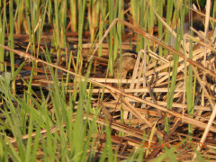 DSCN3776.JPG