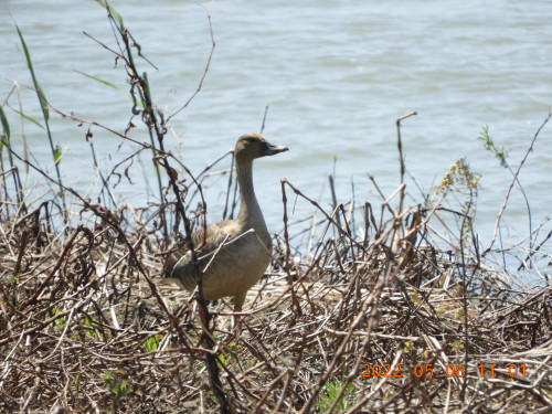 DSCN3985.JPG