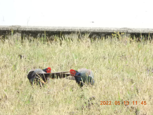 DSCN4382.JPG