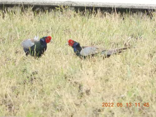 DSCN4386.JPG