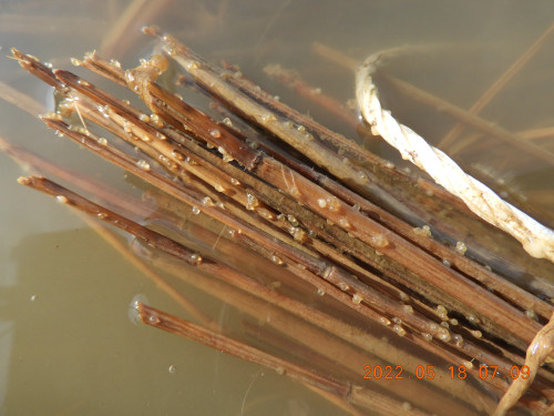 DSCN4437.JPG