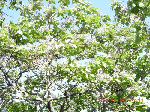 DSCN9088.JPG