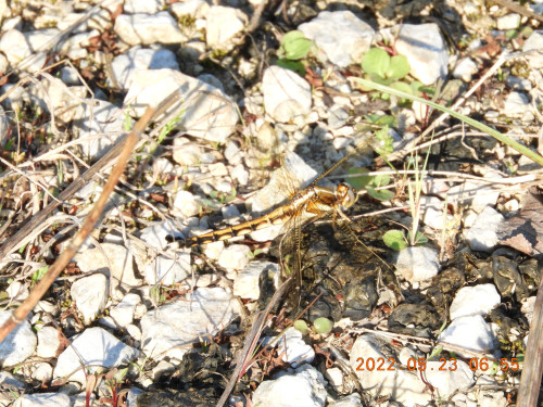 DSCN9082.JPG