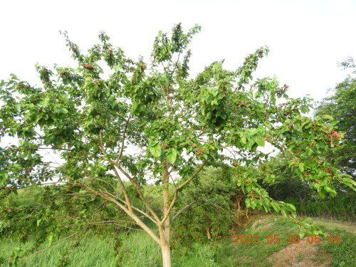DSCN9231.JPG