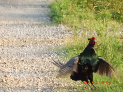 DSCN9376.JPG