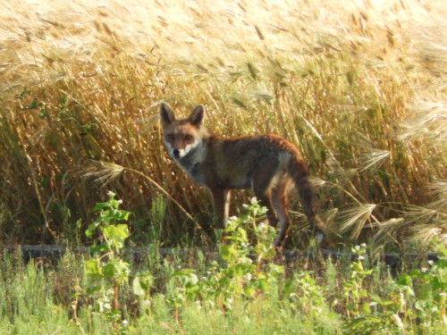 RSCN9448.JPG
